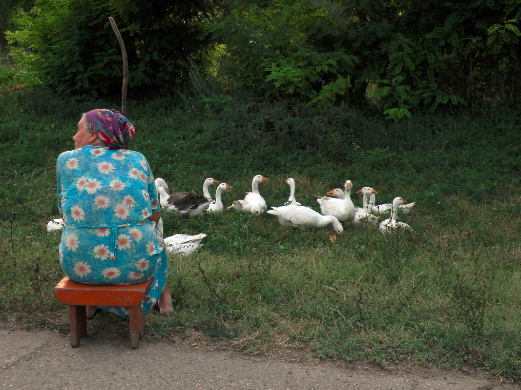 A woman tends to a gaggle of geese in the village of Besskorbnaya, Krasnodar