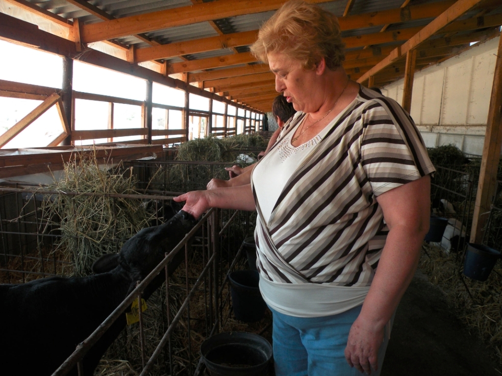 Antonina Stazenko, the president of Rodina farming co-op in Besskorbnaya, Russia, checks up on the claves at her dairy farm.